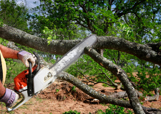 Best Tree Cabling and Bracing  in Oradell, NJ